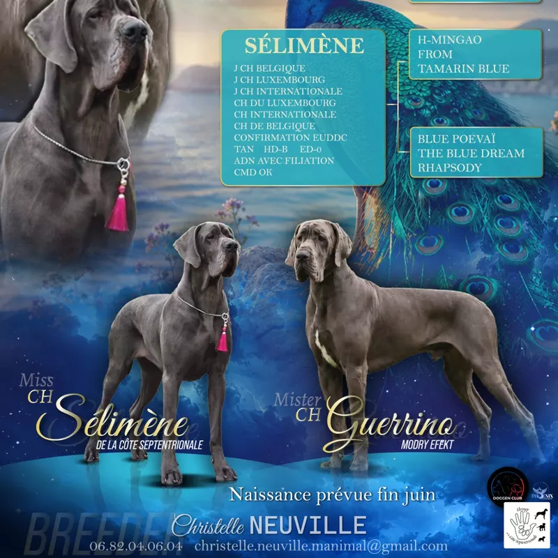 Portée Dogue Allemand Bleu · élevage De la Cote Septentrionale — photo 1 sur 1