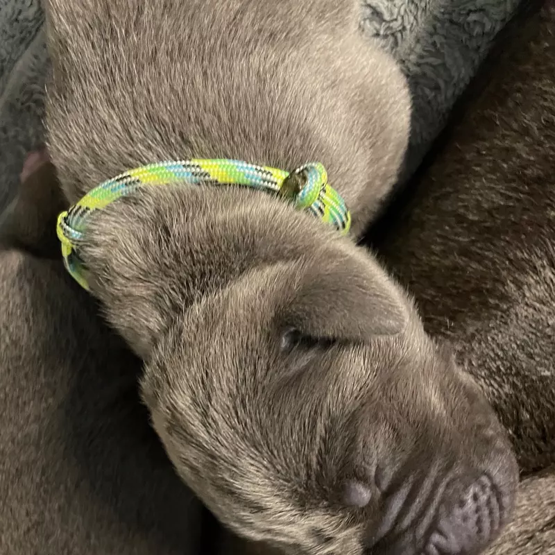 Portée Dogue Allemand Bleu · élevage De la Cote Septentrionale — photo 4 sur 11