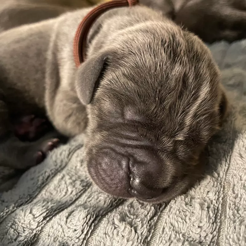 Portée Dogue Allemand Bleu · élevage De la Cote Septentrionale — photo 11 sur 11