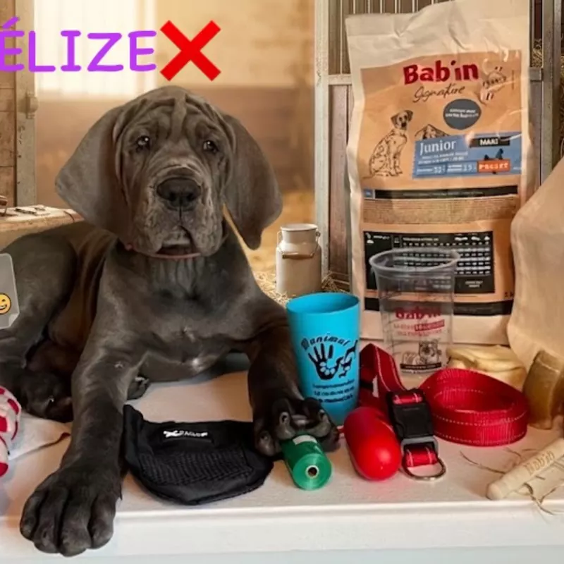 Portée Dogue Allemand Bleu · élevage De la Cote Septentrionale — photo 10 sur 11