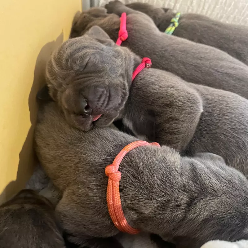 Portée Dogue Allemand Bleu · élevage De la Cote Septentrionale — photo 10 sur 11