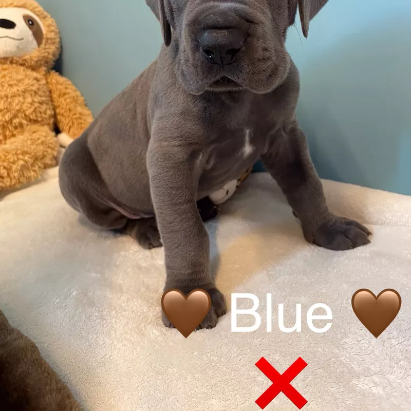 Portée Dogue Allemand Bleu · élevage De la Cote Septentrionale — photo 11 sur 11