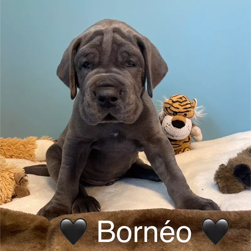 Portée Dogue Allemand Bleu · élevage De la Cote Septentrionale — photo 9 sur 11
