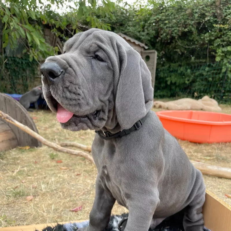 Portée Dogue Allemand Bleu · élevage De la Cote Septentrionale — photo 2 sur 11