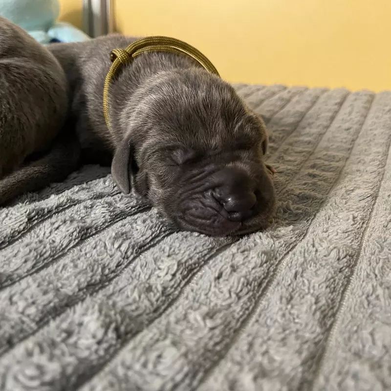 Portée Dogue Allemand Bleu · élevage De la Cote Septentrionale — photo 6 sur 11