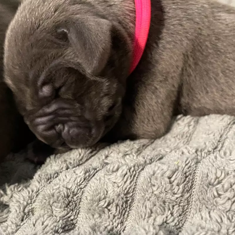 Portée Dogue Allemand Bleu · élevage De la Cote Septentrionale — photo 8 sur 11