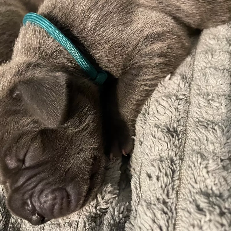 Portée Dogue Allemand Bleu · élevage De la Cote Septentrionale — photo 3 sur 11