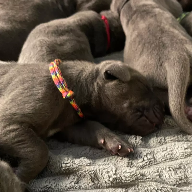 Portée Dogue Allemand Bleu · élevage De la Cote Septentrionale — photo 5 sur 11