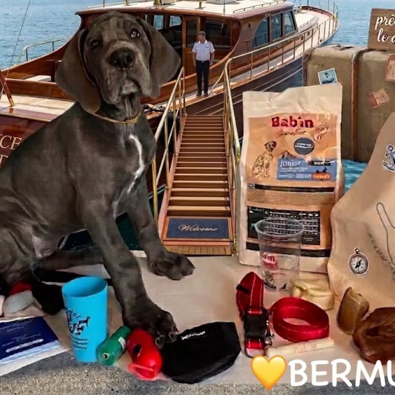 Portée Dogue Allemand Bleu · élevage De la Cote Septentrionale — photo 9 sur 11