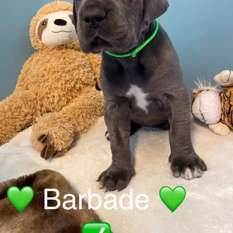 Portée Dogue Allemand Bleu · élevage De la Cote Septentrionale — photo 4 sur 11