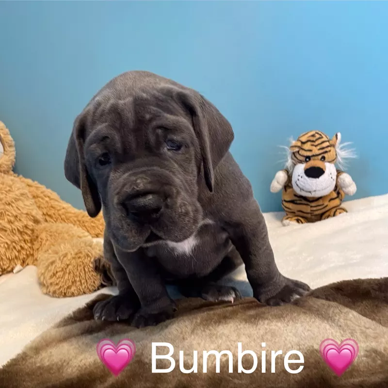 Portée Dogue Allemand Bleu · élevage De la Cote Septentrionale — photo 8 sur 11