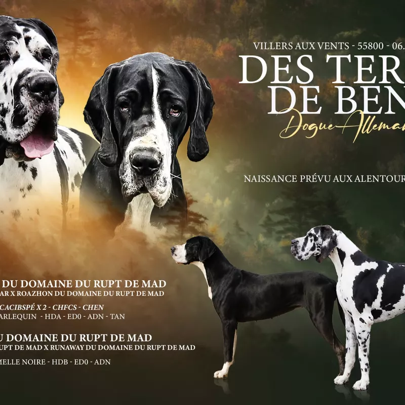 Portée Dogue Allemand Noir · élevage Les Terres de Benji — photo 1 sur 1